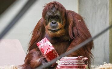 Affen der Wilhelma bekommen Geschenke