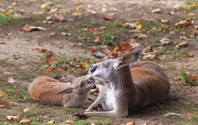 Wilhelma Stuttgart Zoo Känguru_0