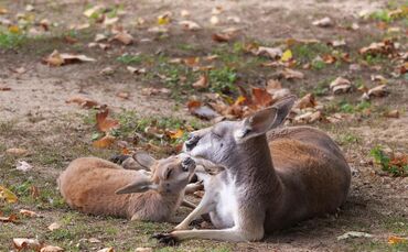Wilhelma Stuttgart Zoo Känguru_0