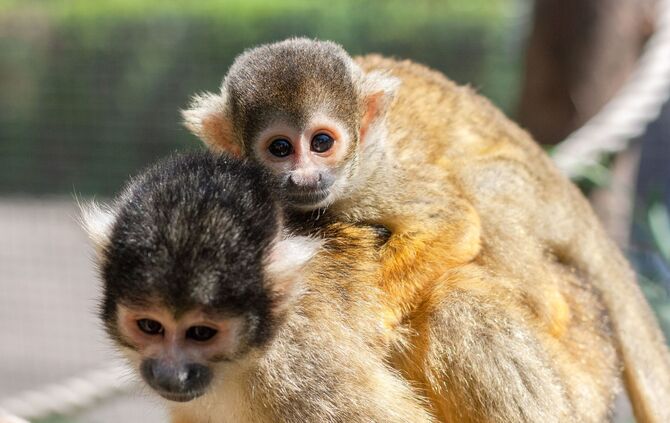 Totenkopfäffchen Wilhelma_0