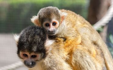 Totenkopfäffchen Wilhelma_0