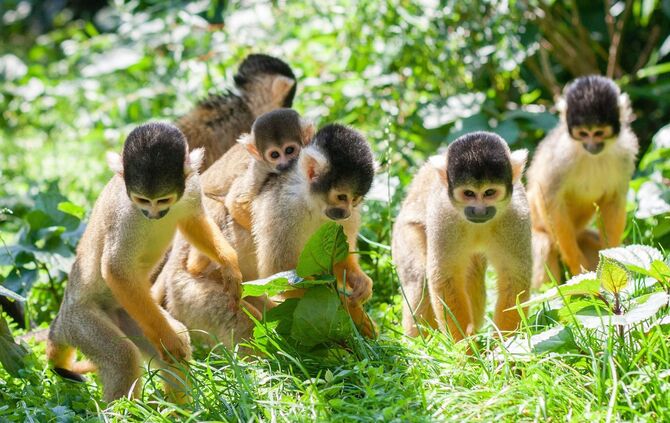 Totenkopfäffchen Wilhelma_1