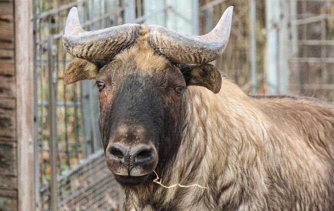 Takin Bulle Wilhelma_0