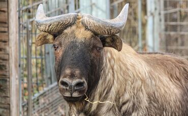 Takin Bulle Wilhelma_0