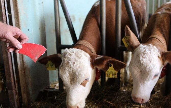 Ärger um Hundekot auf Feldern