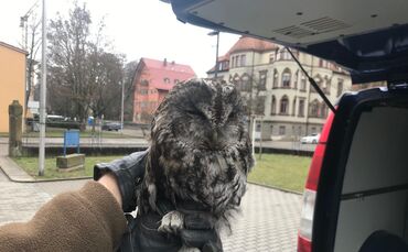 Polizei befreit Waldkaus aus misslicher Lager_0