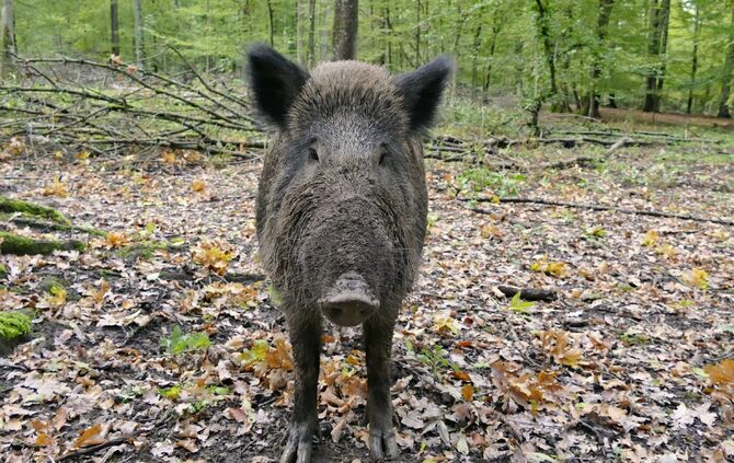 Wildschwein wald wild symbol symbolbild symbolfoto