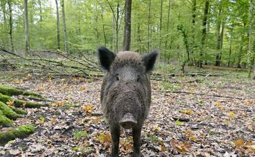 Wildschwein wald wild symbol symbolbild symbolfoto