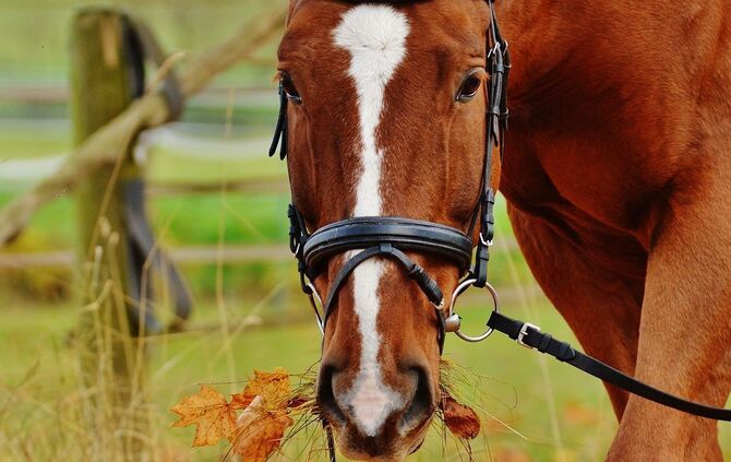horse-1006376_1280_0