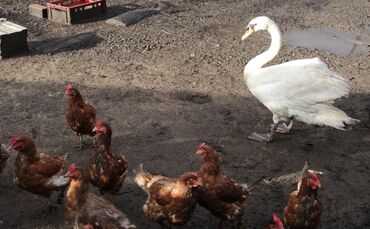 Der Schwan lebt jetzt unter Hühnern_0