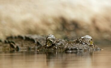 crocodile-448624_1920_0