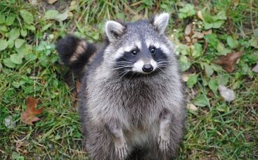 Waschbär Symbolbild_0