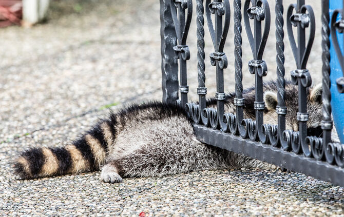 Waschbär klemmte fest - Feuerwehr half - Bild 05_0
