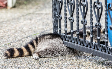 Waschbär klemmte fest - Feuerwehr half - Bild 05_0