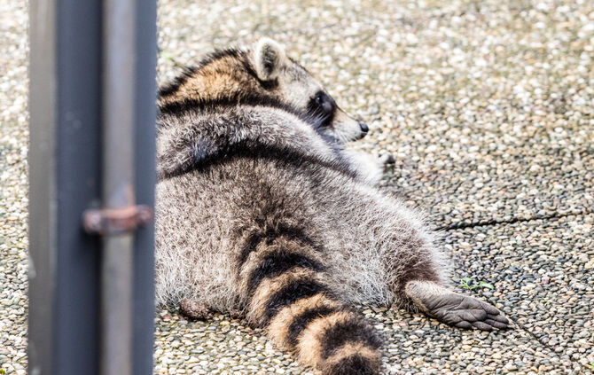 Waschbär klemmte fest - Feuerwehr half - Bild 03_3