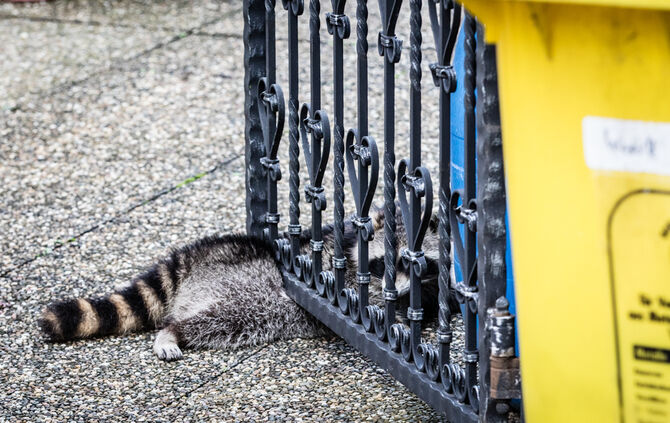 Waschbär klemmte fest - Feuerwehr half - Bild 04_4