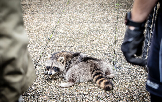 Waschbär klemmte fest - Feuerwehr half - Bild 10_8