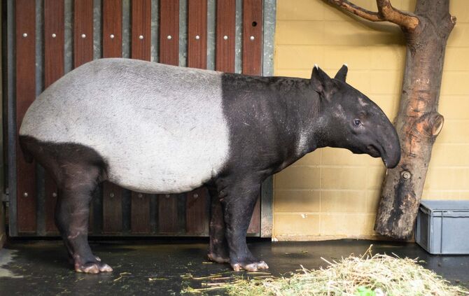 KW_03a_Einzug_des_Tapirweibchens_16.01.2019_Bild_2_0
