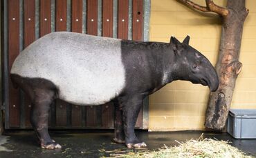 KW_03a_Einzug_des_Tapirweibchens_16.01.2019_Bild_2_0