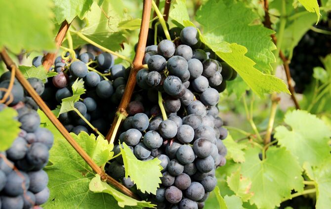 trollinger trauben weinlese weinernte symbol symbolbild symbolfoto