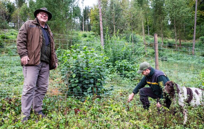 Eingezäunte Aufforstung, Schutz vor Rehverbiss, Jagdpächter und Forstrevierleiter Julian Schmitt im Stadtwald von Schorndorf, 07