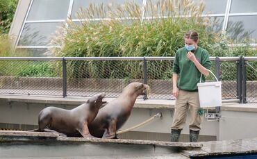Patenschaft Wilhelma Stuttgart Seelöwen