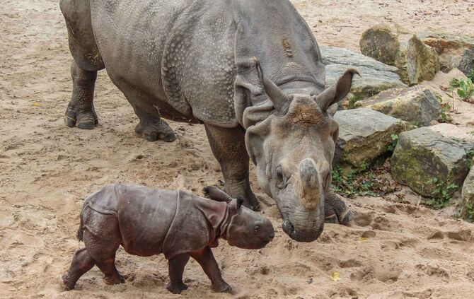 Nashorn Sani tot Wilhelma_0