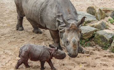 Nashorn Sani tot Wilhelma_0