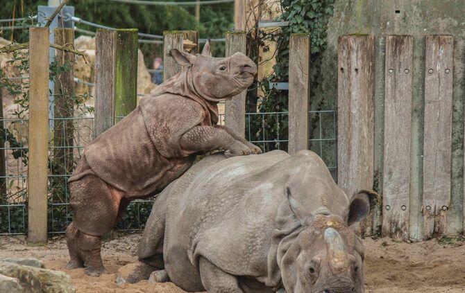 Nashorn Sani tot Wilhelma_1