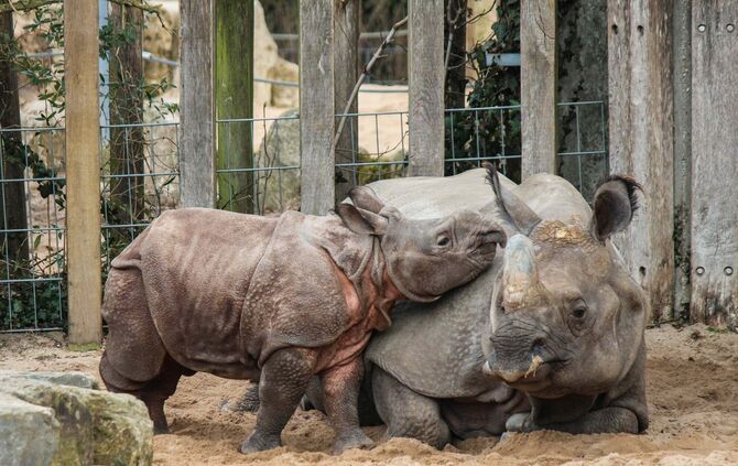 Nashorn Sani tot Wilhelma_2