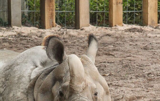 Nashorn Sani tot Wilhelma_3