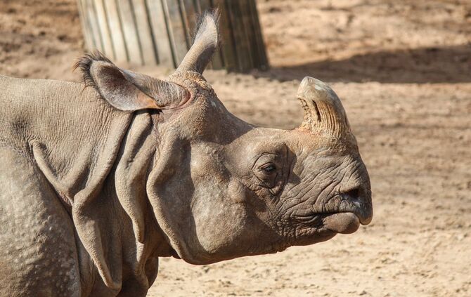 Nashorn Sani tot Wilhelma_4