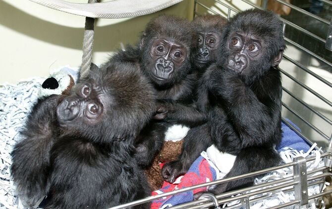 Jungtieraufzuchthaus Wilhelma Stuttgart Zoo Menschenaffen Affen Jungtiere_0