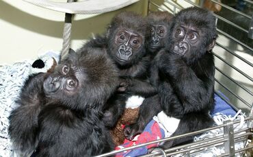 Jungtieraufzuchthaus Wilhelma Stuttgart Zoo Menschenaffen Affen Jungtiere_0