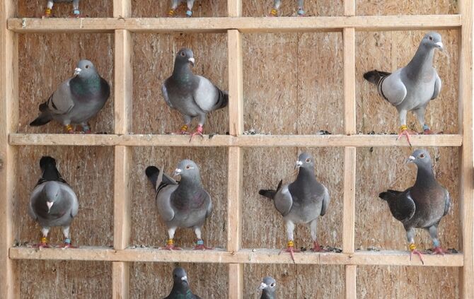 Vereinsserie: Brieftaubenzüchterverein "Stauferbote"