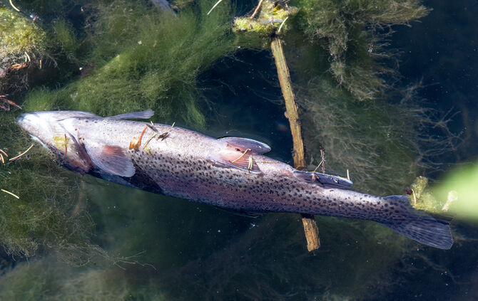 Fische sterben - Bild 10_0