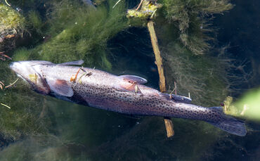Fische sterben - Bild 10_0