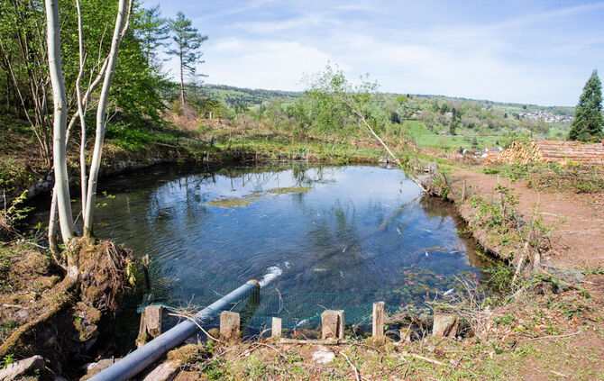 Fische sterben - Bild 22_2