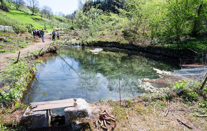 Fische sterben - Bild 20_4