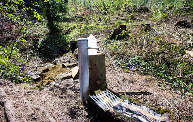 Fische sterben - Bild 17_7