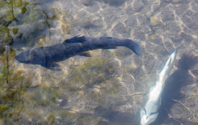 Fische sterben - Bild 14_10