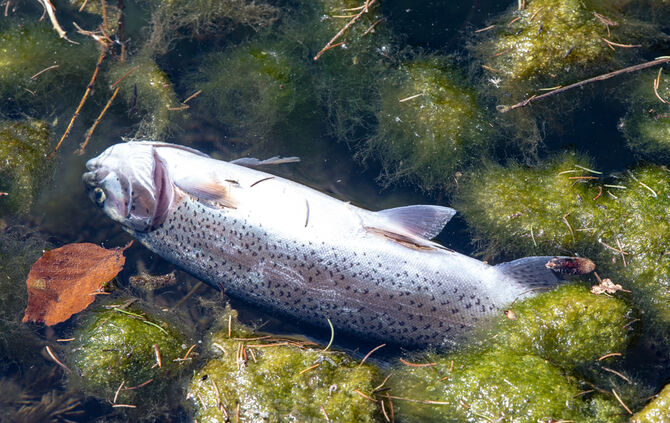 Fische sterben - Bild 09_14