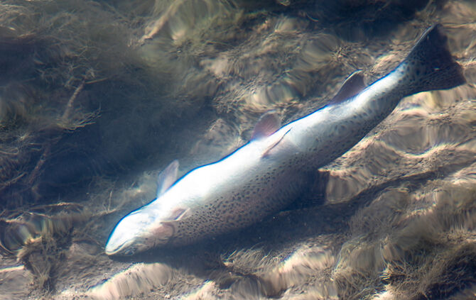 Fische sterben - Bild 08_15