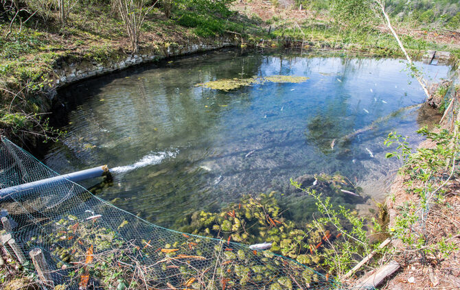 Fische sterben - Bild 07_16