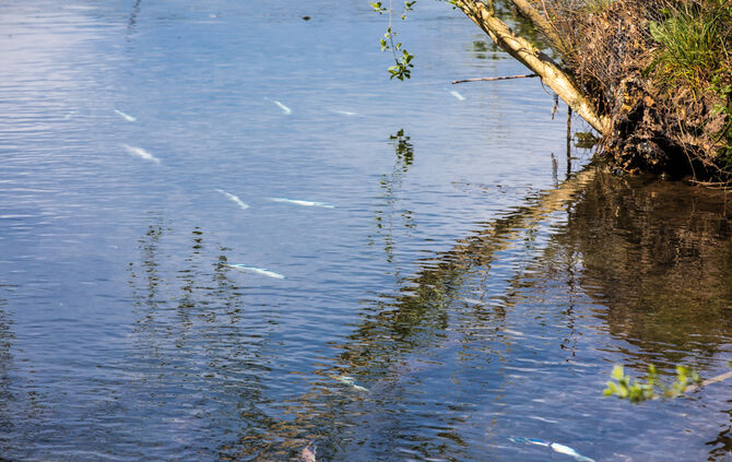 Fische sterben - Bild 05_17