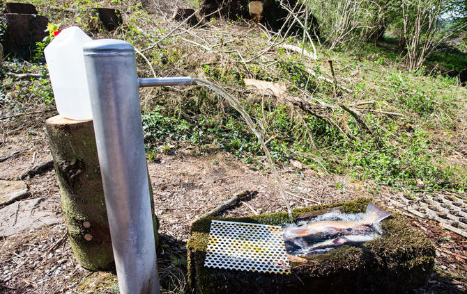 Fische sterben - Bild 04_18