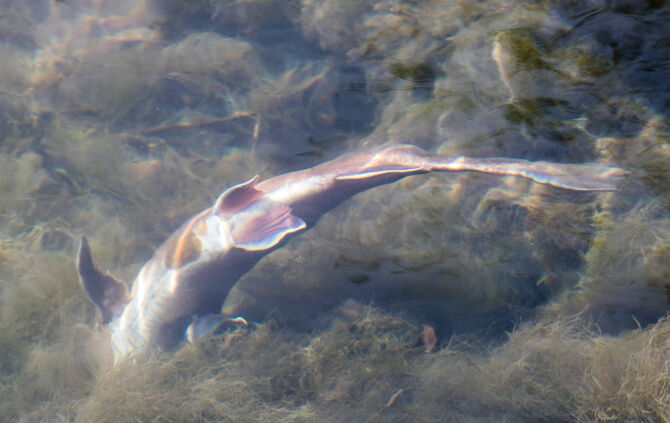 Fische sterben - Bild 03_19