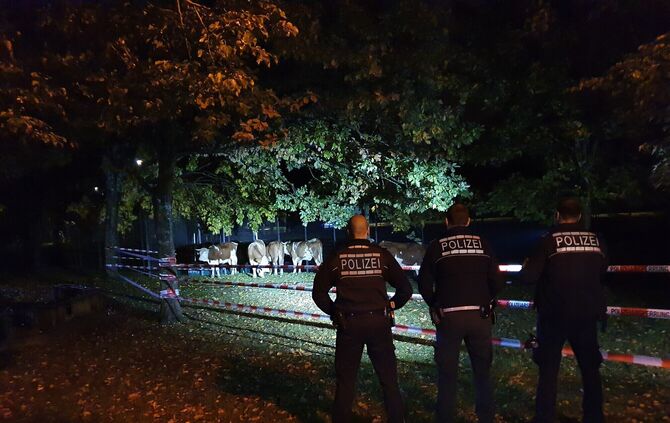 Polizeieinsatz wegen 15 Rindern
