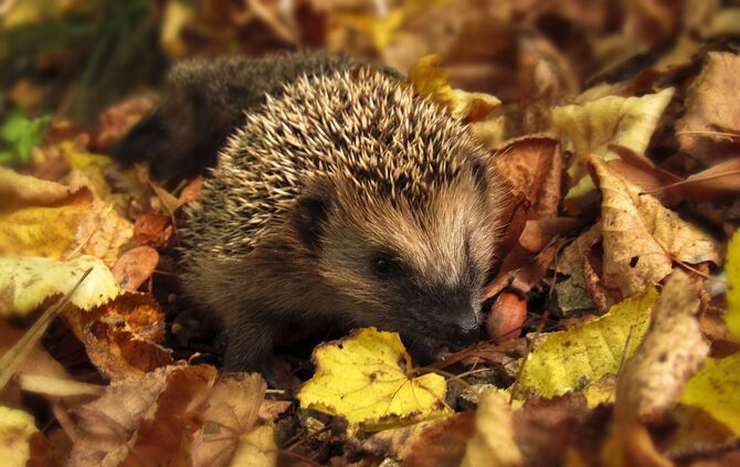Igel im Laub