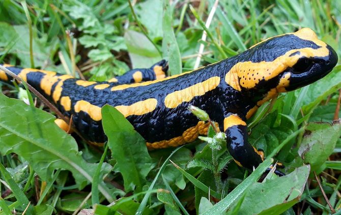 Feuersalamander Symbol_0